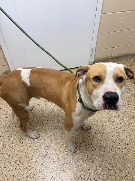 Prince Charming thumbnail 2