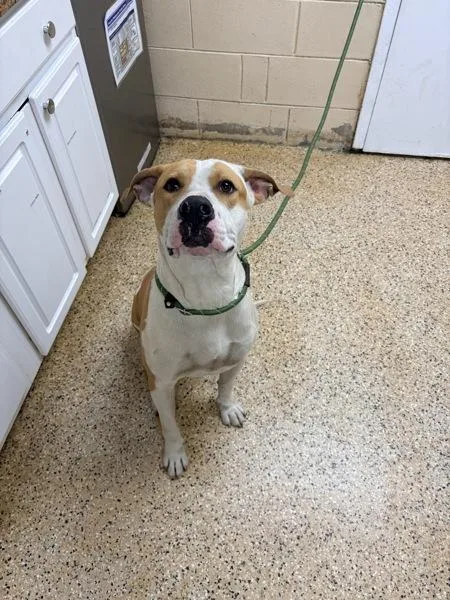 Prince Charming thumbnail 3