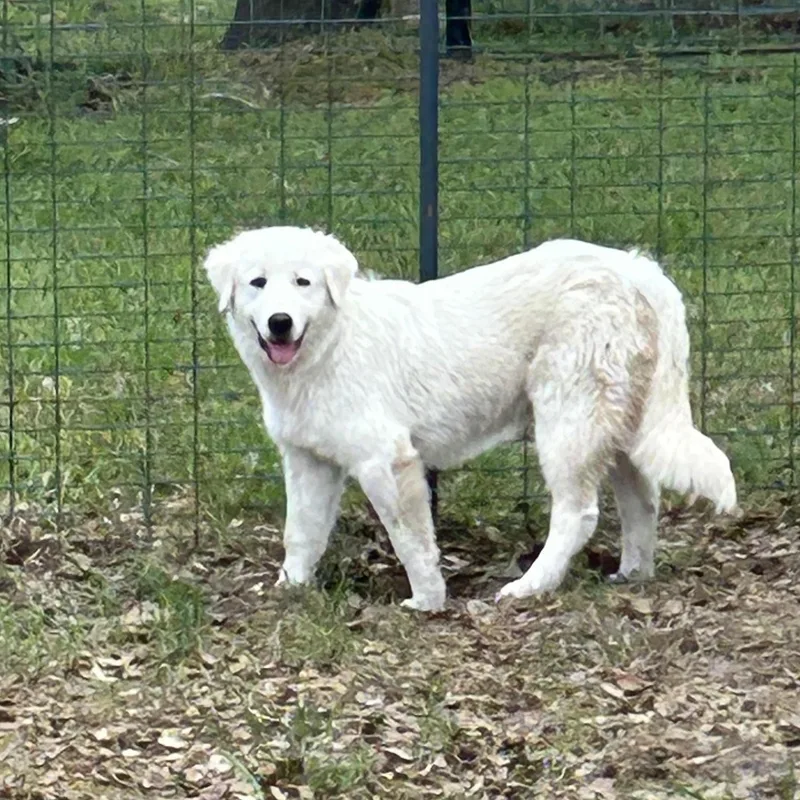 Beatrice thumbnail 2