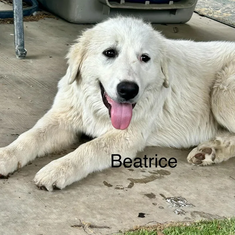 Beatrice