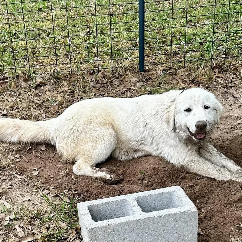 Beatrice thumbnail 3