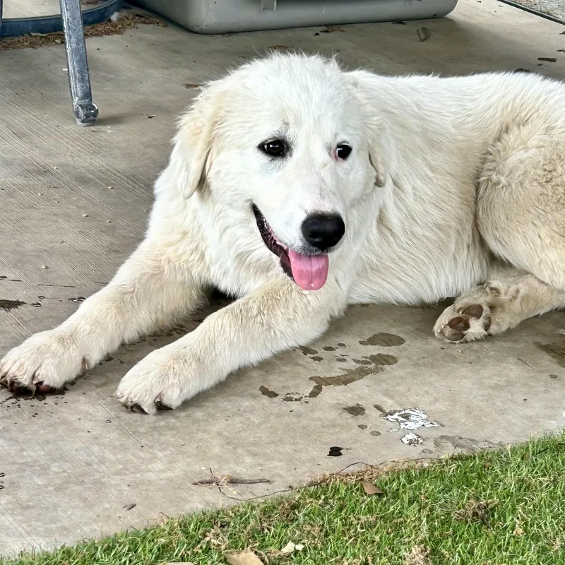 Beatrice thumbnail 4