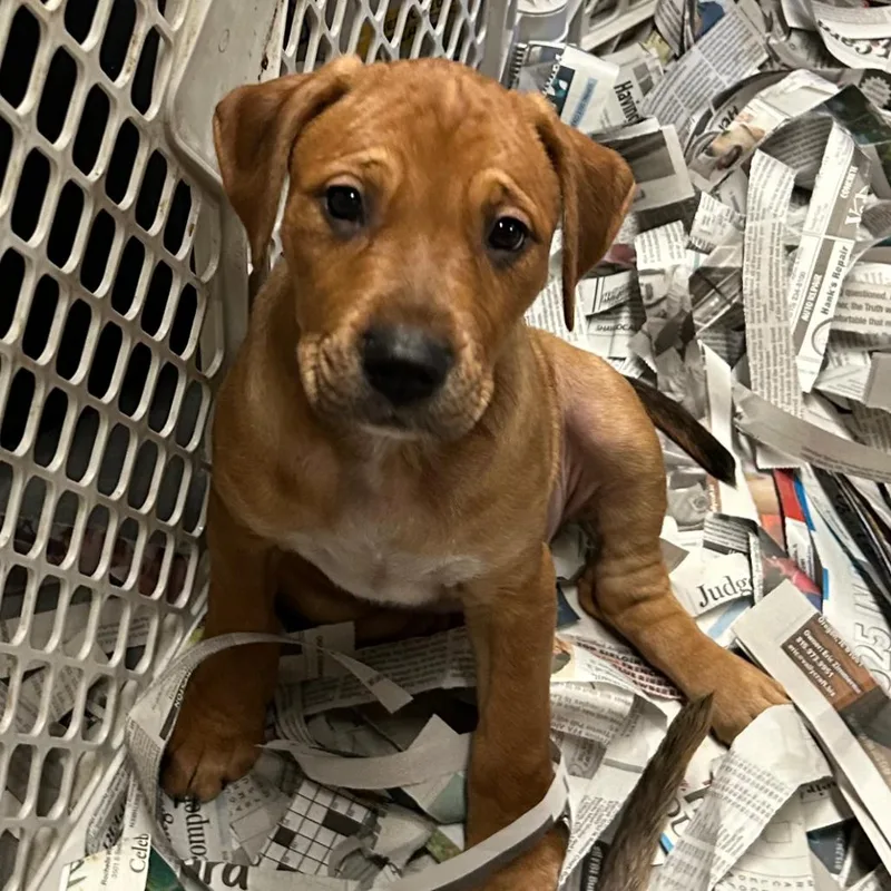 A baby medium-sized female Red / Chestnut / Orange Mixed Breed dog named Marnie for adoption in DeKalb, IL