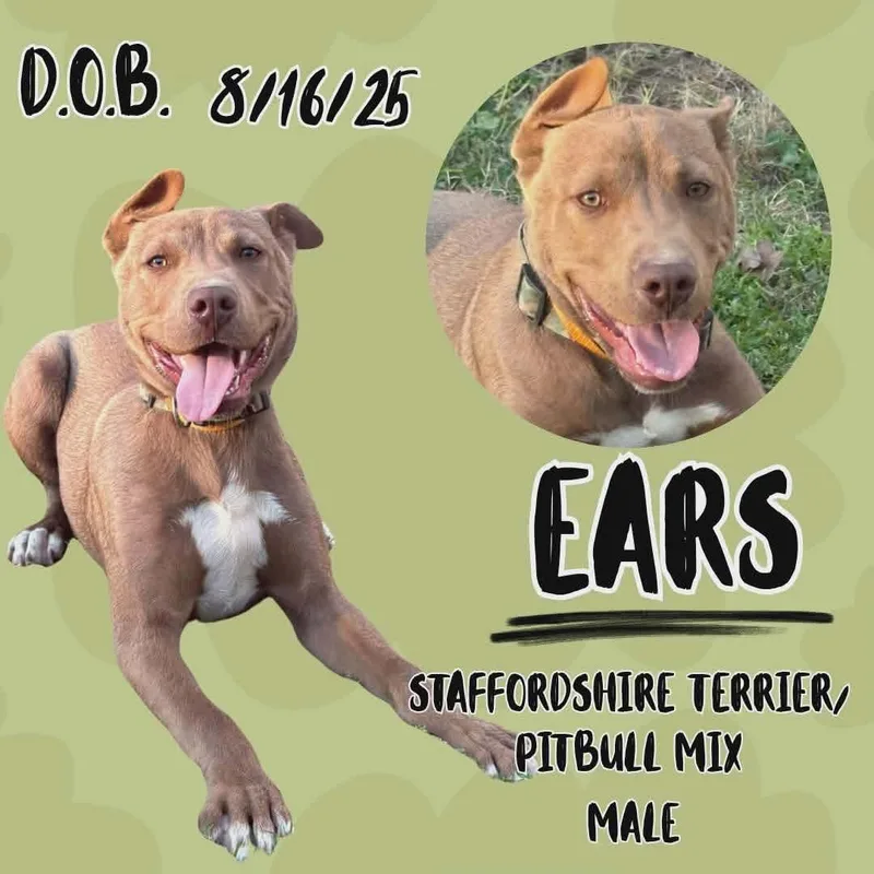 A young medium-sized male Yellow / Tan / Blond / Fawn American Staffordshire Terrier dog named Ears for adoption in Caldwell, TX