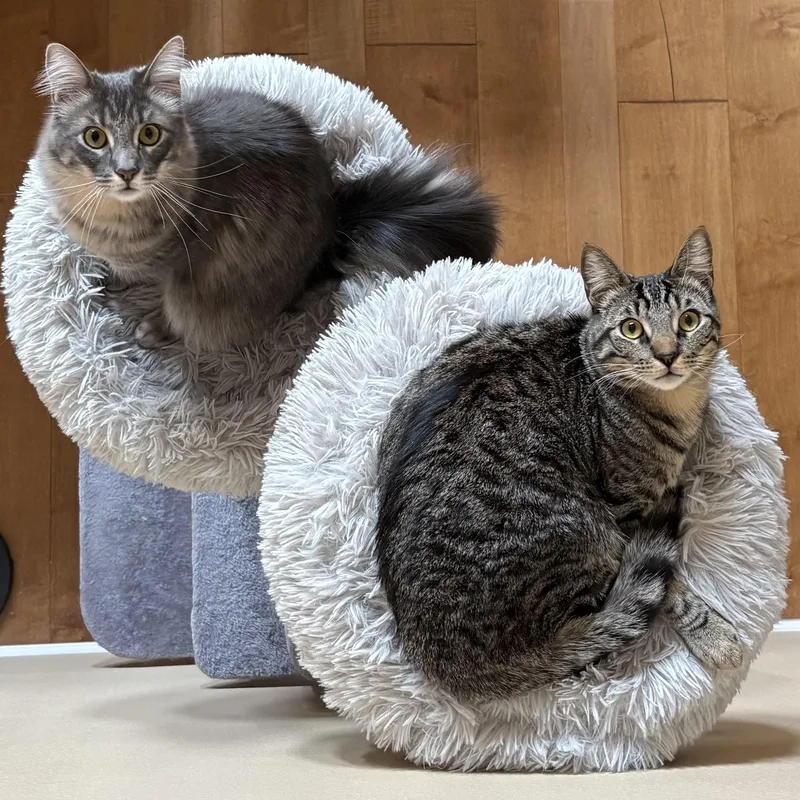 Lilac And Jonquil Indoor thumbnail 2