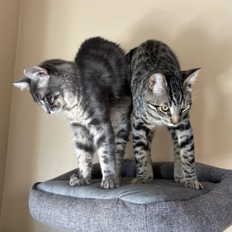 Lilac And Jonquil Indoor thumbnail 3