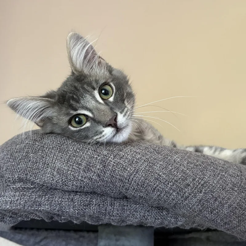 Lilac And Jonquil Indoor thumbnail 4