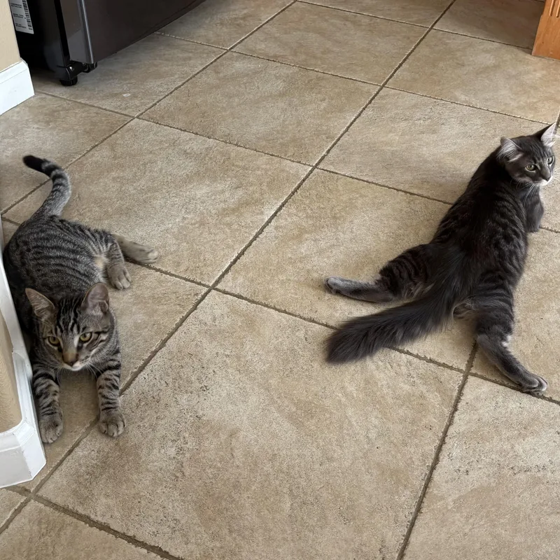 Lilac And Jonquil Indoor thumbnail 5