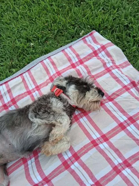 An adult small-sized female Gray / Blue / Silver Miniature Schnauzer dog named Millie for adoption in Hopkinton, MA