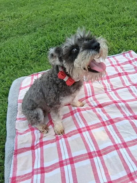 Millie thumbnail 2