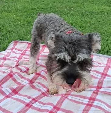 Millie thumbnail 4
