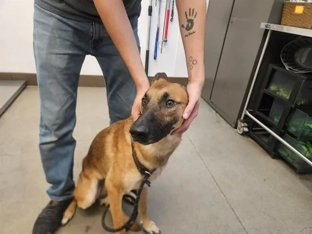 A young large-sized male Belgian Shepherd / Malinois dog named Nikko for adoption in Tucson, AZ