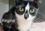 An adult small-sized female Black & White / Tuxedo Domestic Short Hair cat named Regina for adoption in Moline, IL