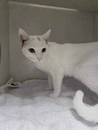 A young medium-sized female Domestic Short Hair cat named Cordelia for adoption in Savannah, GA