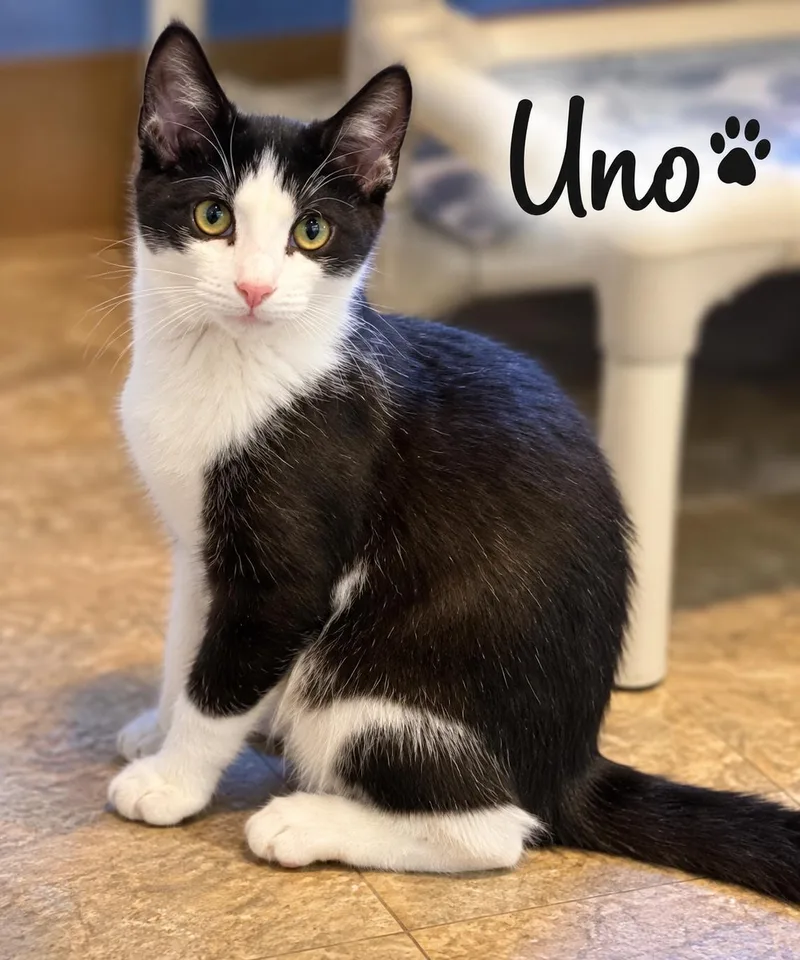 Uno: FeLV+ thumbnail 3