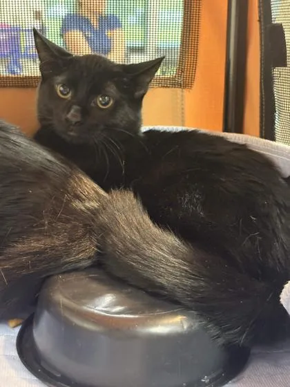 A baby small-sized male Domestic Short Hair cat named Cinnamon Gum for adoption in Memphis, TN