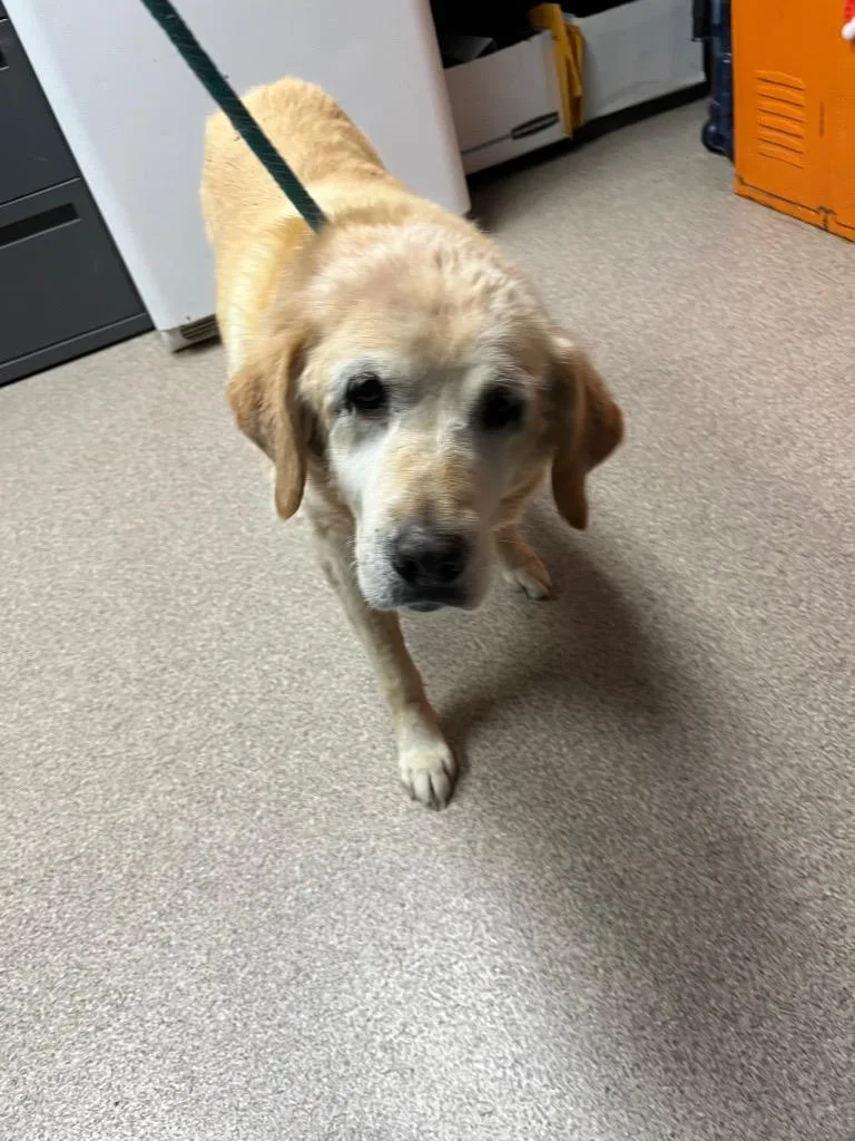 A senior large-sized female Labrador Retriever dog named Goldie for adoption in Troy, OH