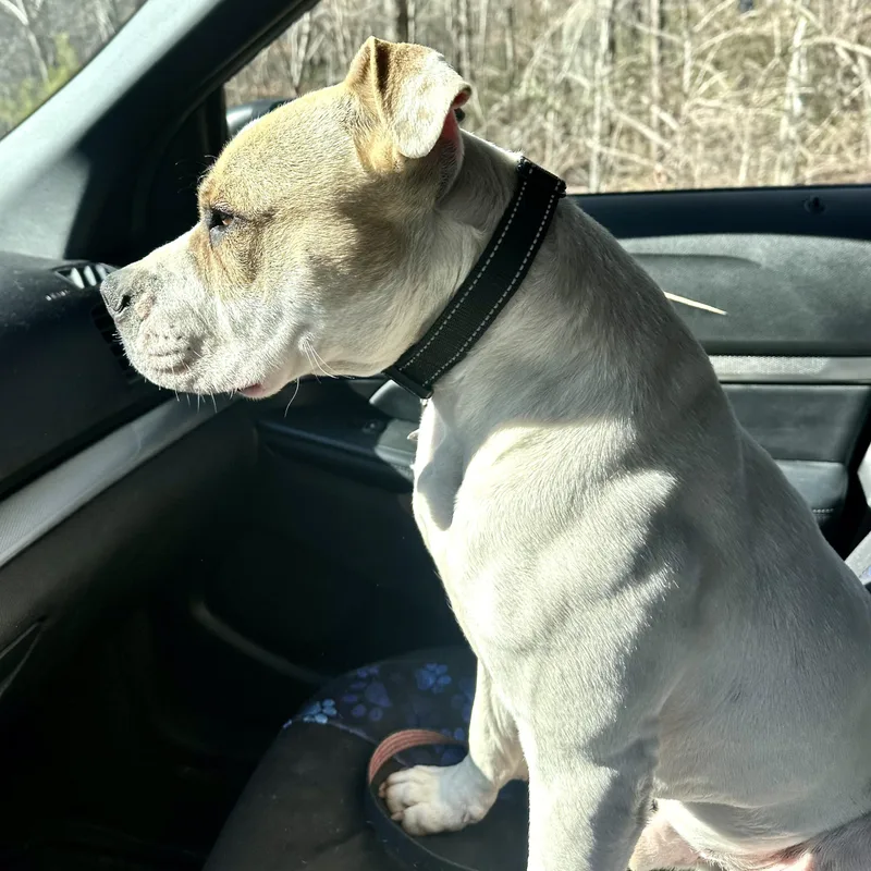 A young medium-sized male White / Cream American Bulldog dog named Albert S for adoption in Sequatchie, TN