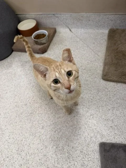 A young large-sized male Domestic Short Hair cat named Dutchie for adoption in Santa Maria, CA