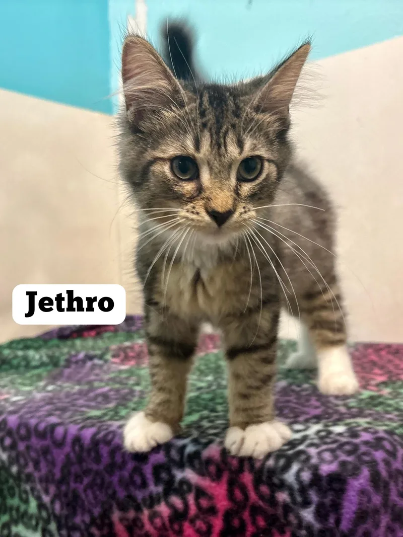 A young medium-sized male Tabby (Tiger Striped) Domestic Short Hair cat named Jethro for adoption in Monticello, IL