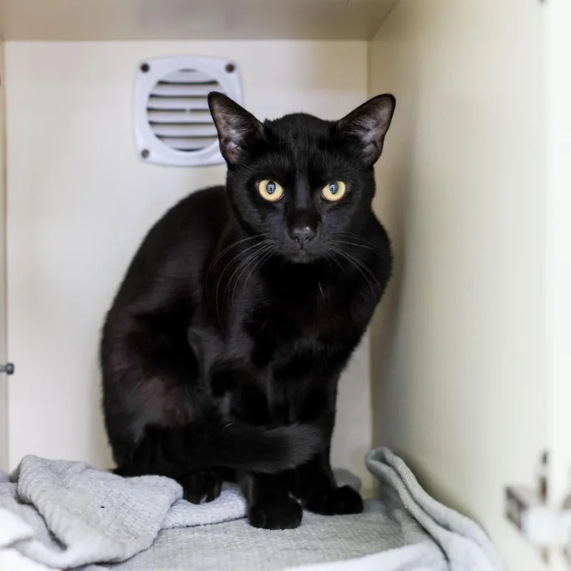 A young small-sized male Black Domestic Short Hair cat named Lone Ranger for adoption in Los Angeles, CA