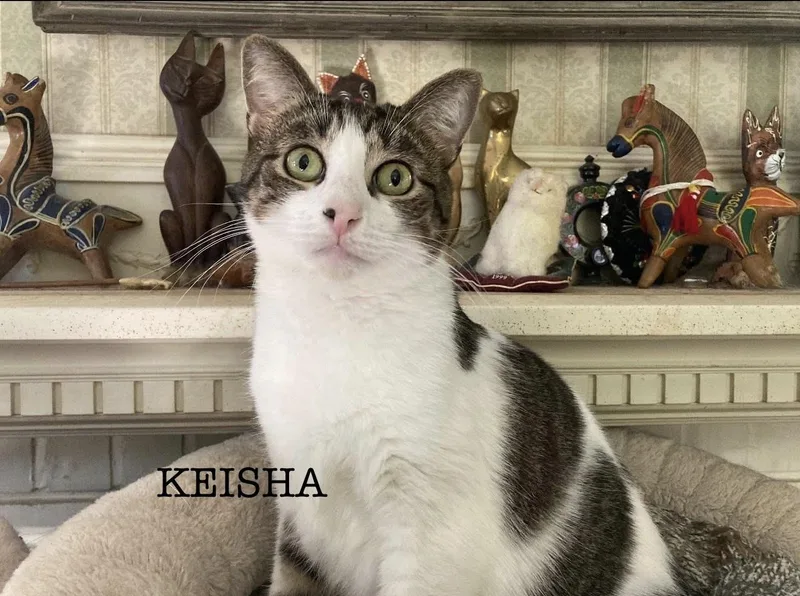 A young medium-sized female Tabby (Tiger Striped) American Shorthair cat named Keisha for adoption in Staten Island, NY