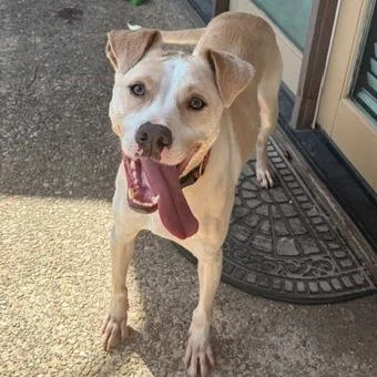 An adult medium-sized male Labrador Retriever dog named Mies for adoption in Austin, TX