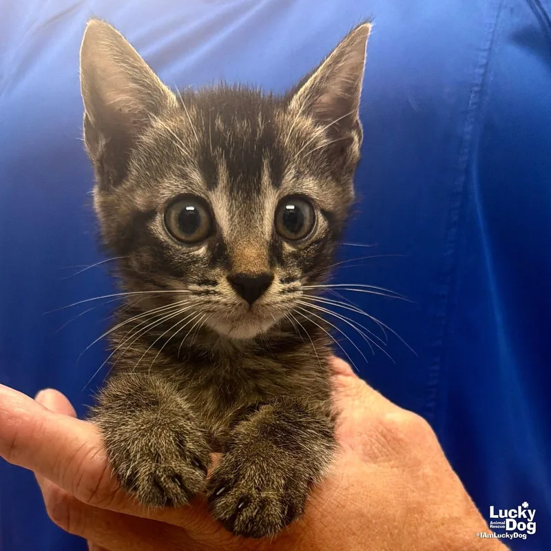 A baby medium-sized male Domestic Short Hair cat named Leon for adoption in Washington, DC
