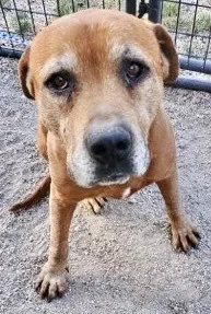 A senior large-sized male Red / Chestnut / Orange Mastiff dog named Red for adoption in San Luis, CO