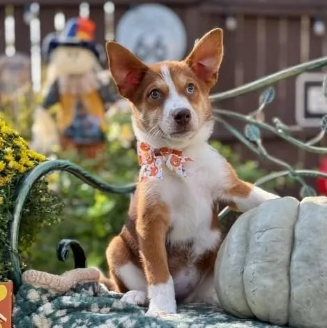 A baby medium-sized female Red / Chestnut / Orange Siberian Husky dog named Ruby for adoption in Southport, CT
