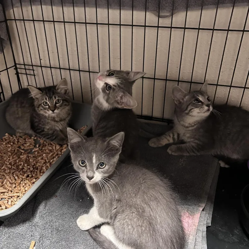 A baby small-sized female Brown / Chocolate Domestic Medium Hair cat named Jess Chino Hills Location for adoption in Chino Hills, CA