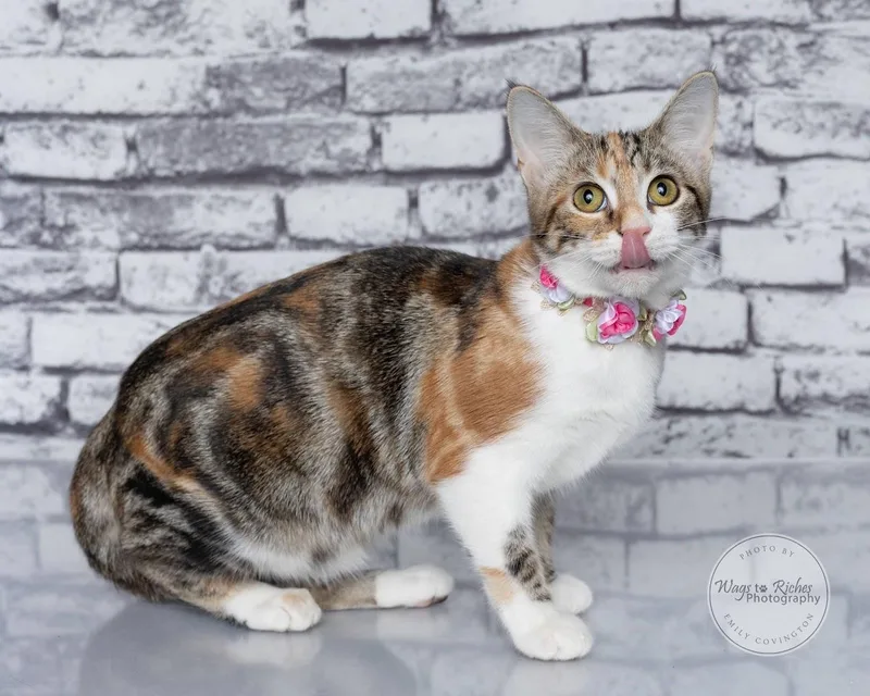A baby medium-sized female Torbie cat named Cupcake for adoption in Tuscaloosa, AL
