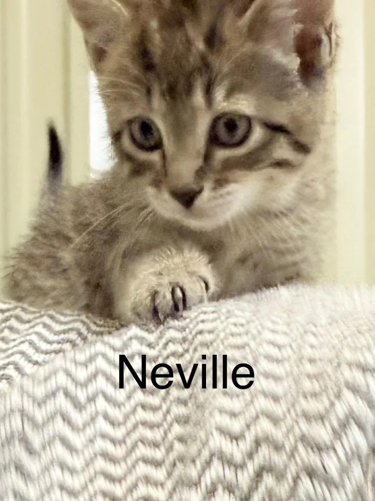 A baby small-sized male Domestic Short Hair cat named Neville for adoption in Saint Francisville, LA
