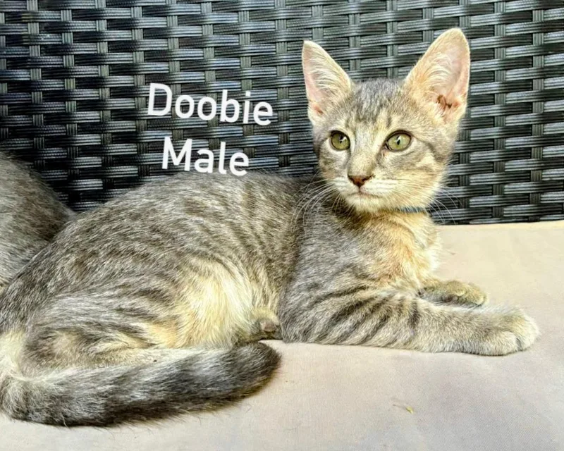Doobie