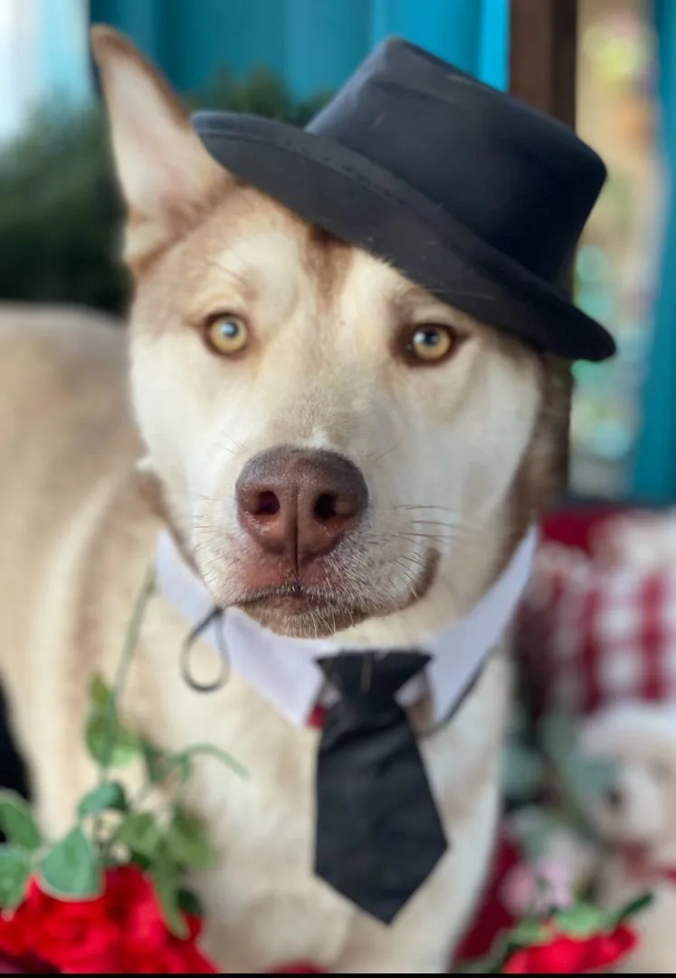 A young medium-sized male Red / Chestnut / Orange Siberian Husky dog named Adams The Handsome Siberian for adoption in Acton, CA