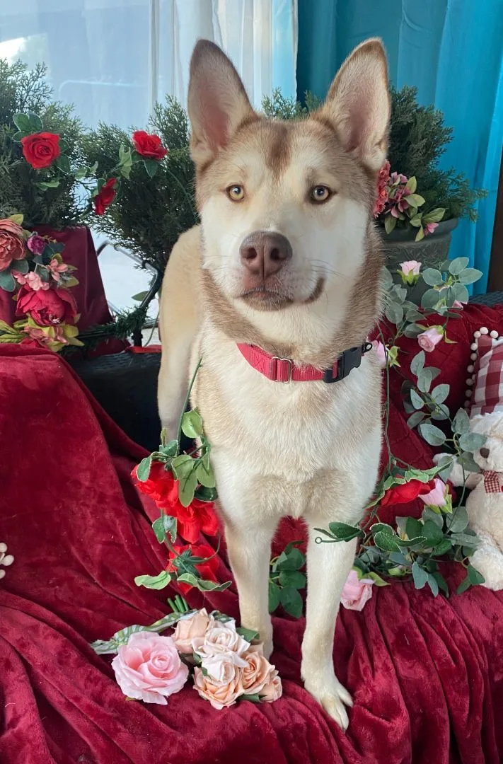 Adams The Handsome Siberian thumbnail 2