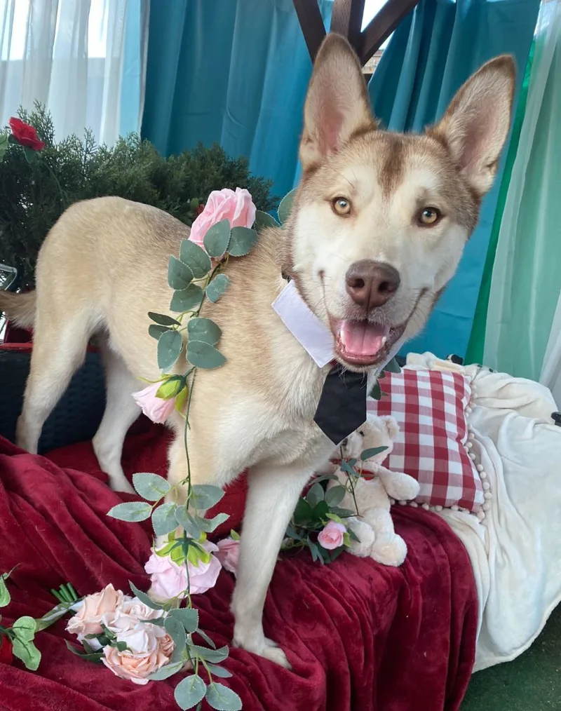 Adams The Handsome Siberian thumbnail 3