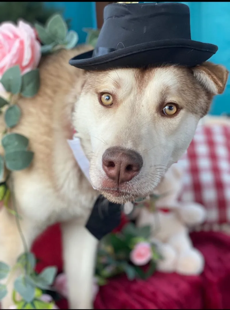 Adams The Handsome Siberian thumbnail 4