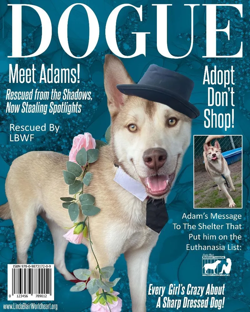 Adams The Handsome Siberian thumbnail 5