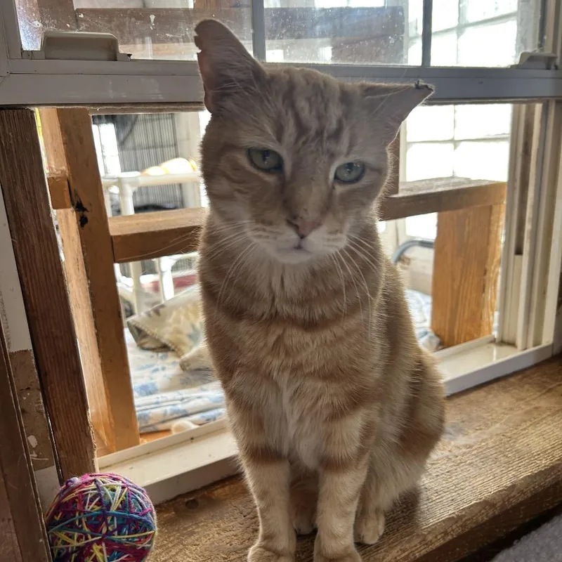 A senior small-sized male Orange / Red Domestic Short Hair cat named Roger for adoption in Middletown, NY