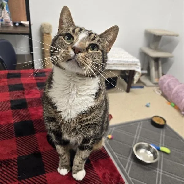 A senior large-sized male Tabby (Brown / Chocolate) Domestic Short Hair cat named Simon for adoption in Prince Frederick, MD