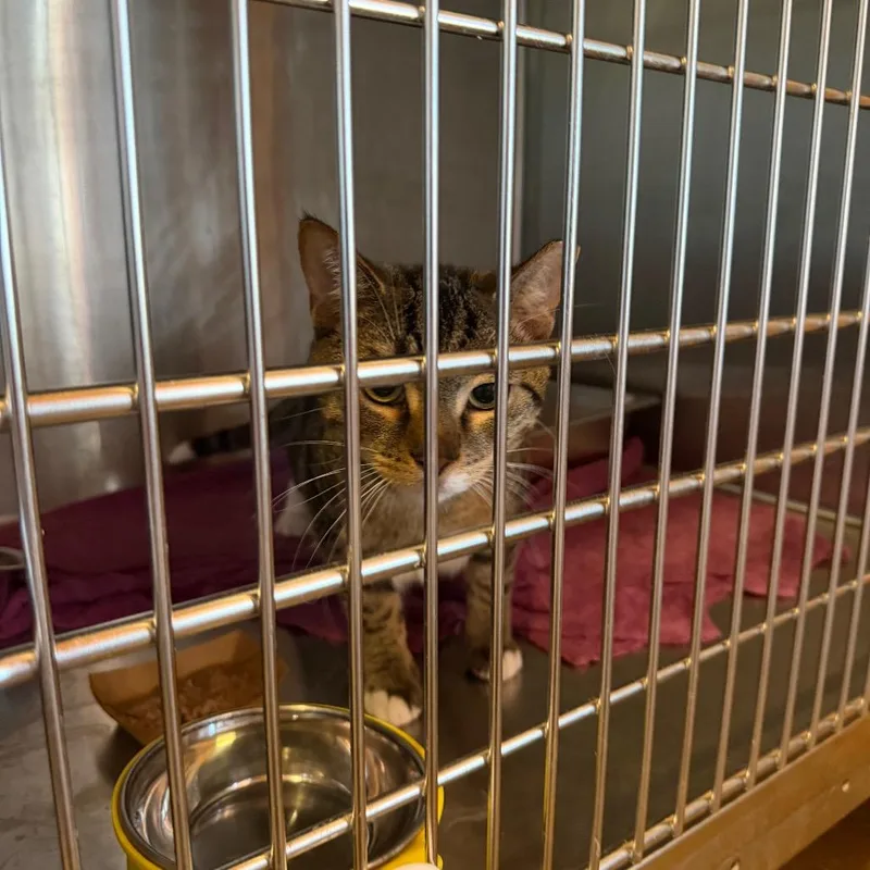 Gold Nugget thumbnail 2