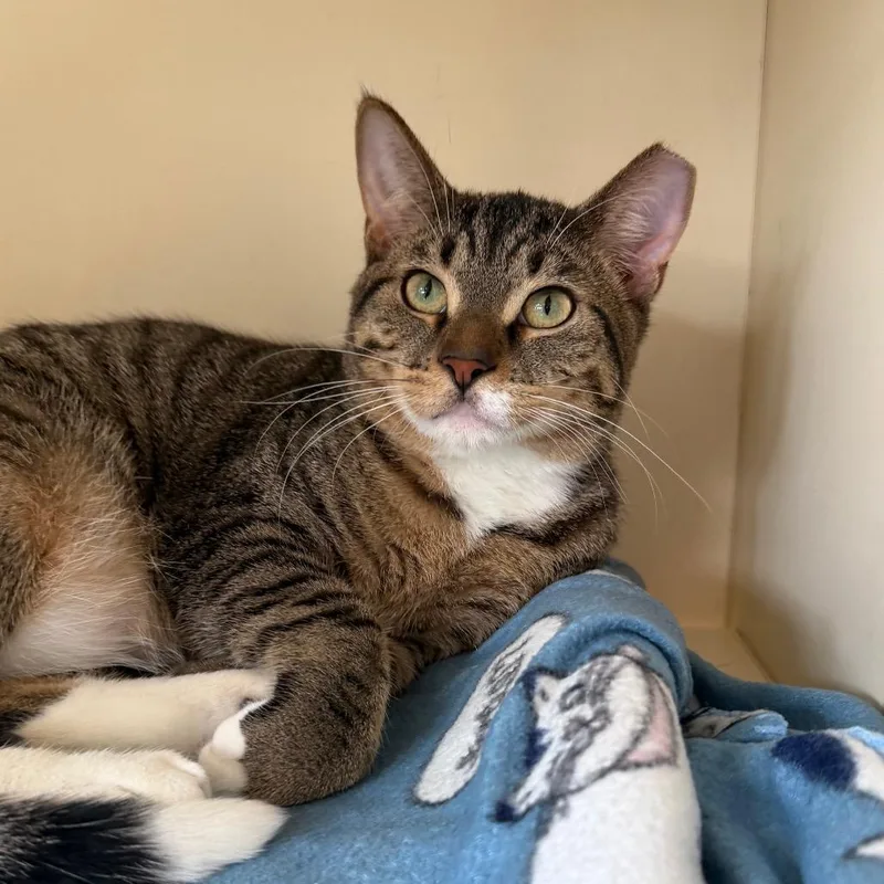 Gold Nugget thumbnail 3