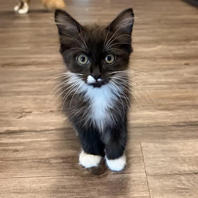 A baby small-sized female Domestic Short Hair cat named Mittens for adoption in Sacramento, CA