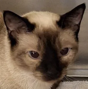 A young medium-sized female Domestic Short Hair cat named Chrissy for adoption in Brenham, TX