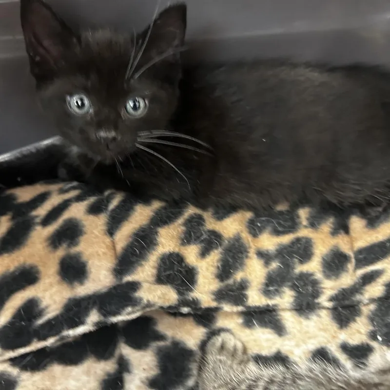 A baby small-sized female Brown / Chocolate Domestic Short Hair cat named Ichigoman for adoption in Philadelphia, PA