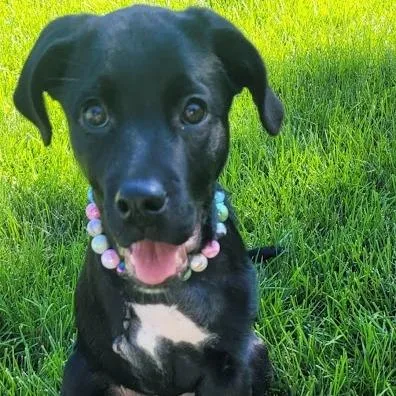 A baby medium-sized female Black Labrador Retriever dog named Terri for adoption in South Elgin, IL