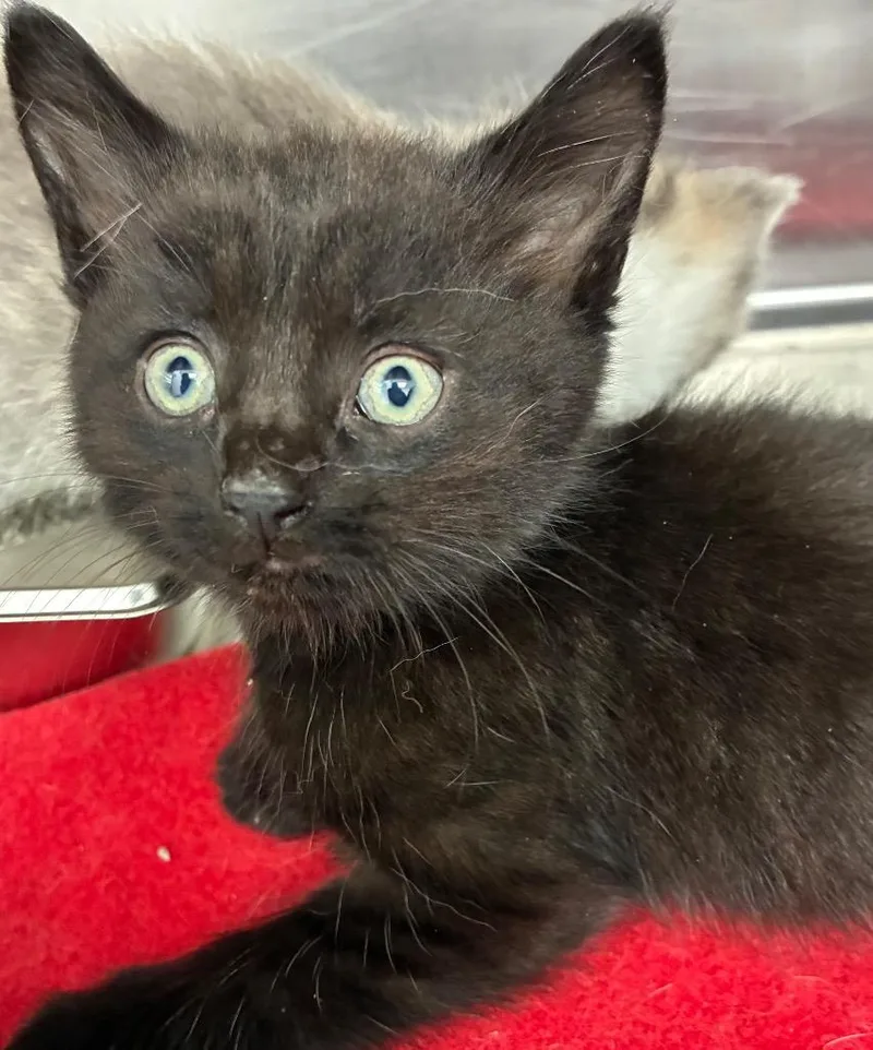 A baby small-sized female Domestic Short Hair cat named Contessa for adoption in Hartsville, SC
