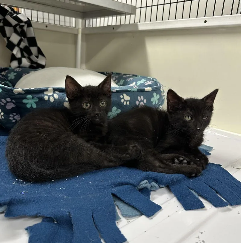 A baby small-sized male Black Domestic Short Hair cat named Tonks for adoption in Alexandria, VA