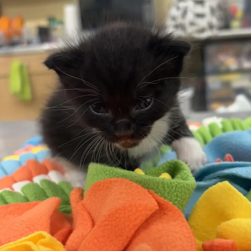 A baby small-sized male Black Domestic Short Hair cat named Barbary for adoption in West Palm Beach, FL